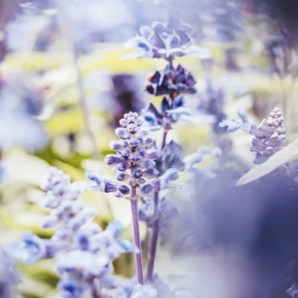 lavendercrown